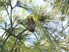 Fulvetta ruficapilla
