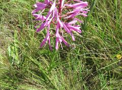 Disa nervosa