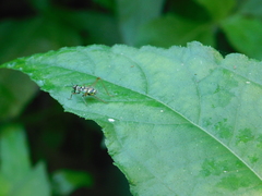 Phylloscyrtus amoenus