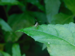 Phylloscyrtus amoenus