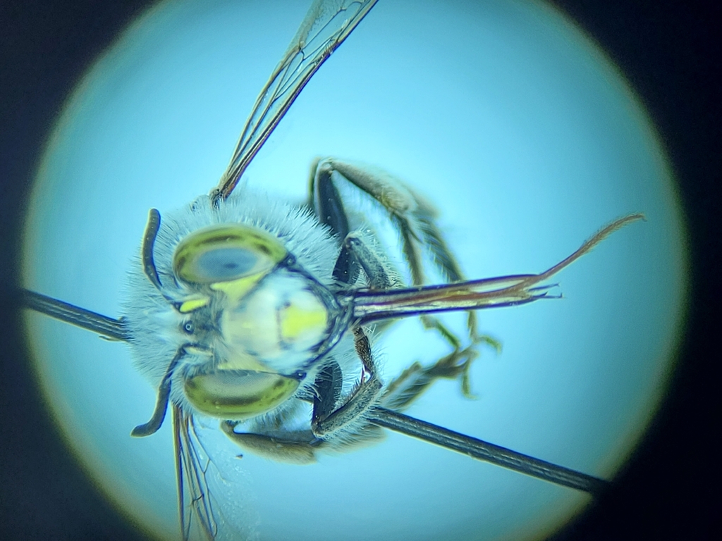 Anthophora vannigera