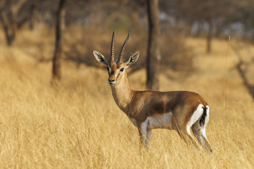 Deccan Chinkara