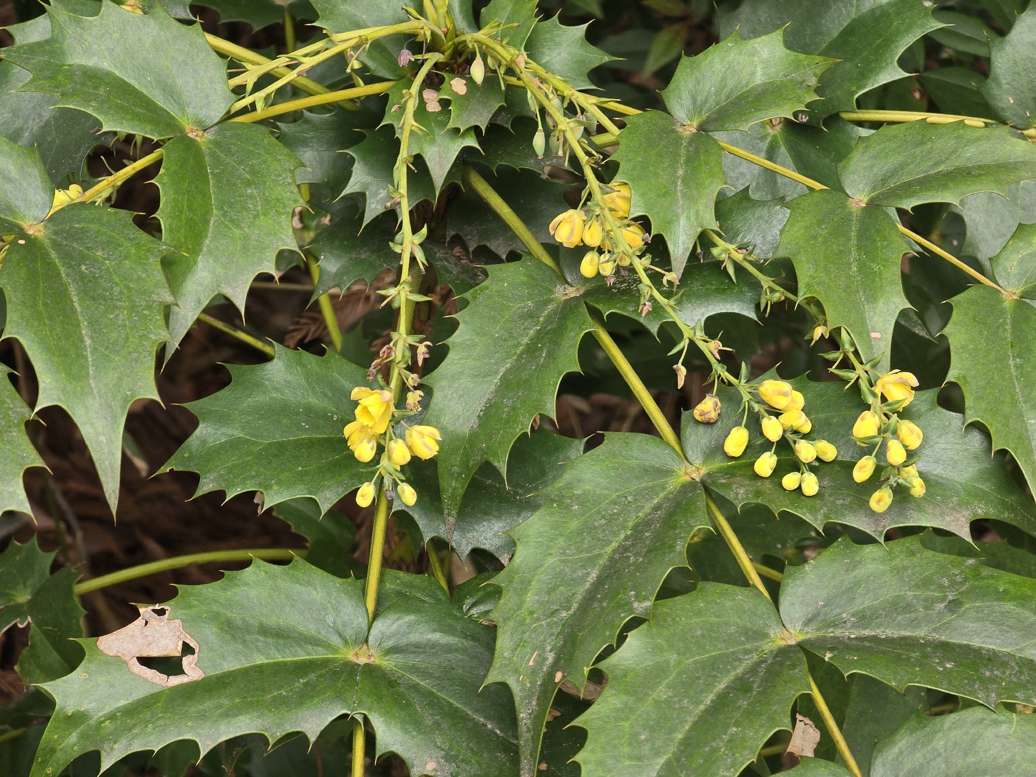 Berberis Japonica (Berberis japonica)