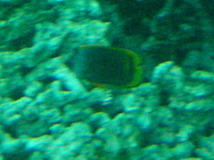 Chaetodon flavirostris