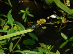 Micrathyria hypodidyma
