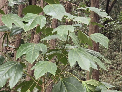 Dendropanax trifidus, photograph 6