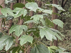 Dendropanax trifidus, photograph (c) WATANABE Hitoshi 渡辺仁, some rights reserved (CC BY)