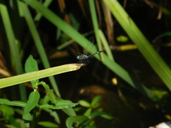 Micrathyria hypodidyma