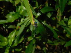 Micrathyria hypodidyma