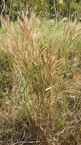 Cenchrus setosus