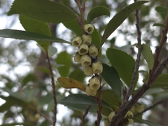 Eurya japonica, photograph (c) WATANABE Hitoshi 渡辺仁, some rights reserved (CC BY)
