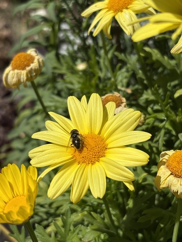 Unknown species found near Rancho Oakey, Las Vegas, NV, USA