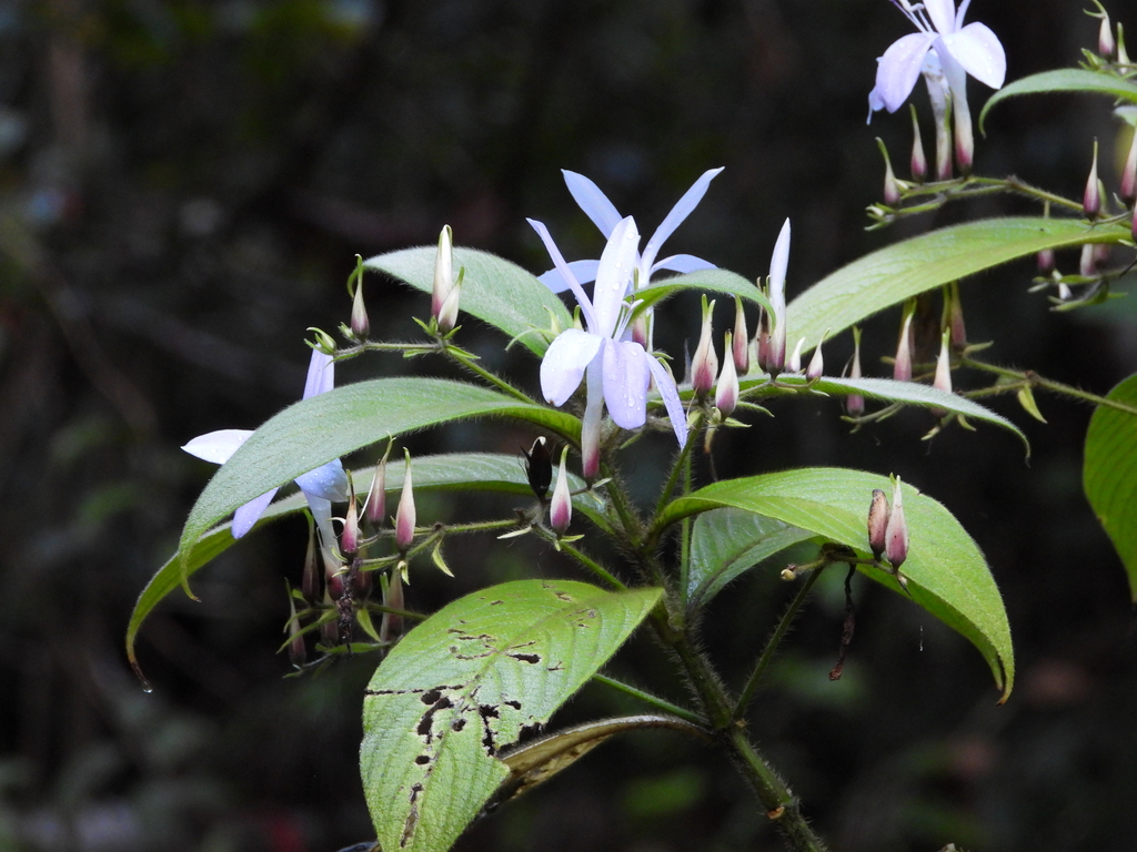 Barleria vestita