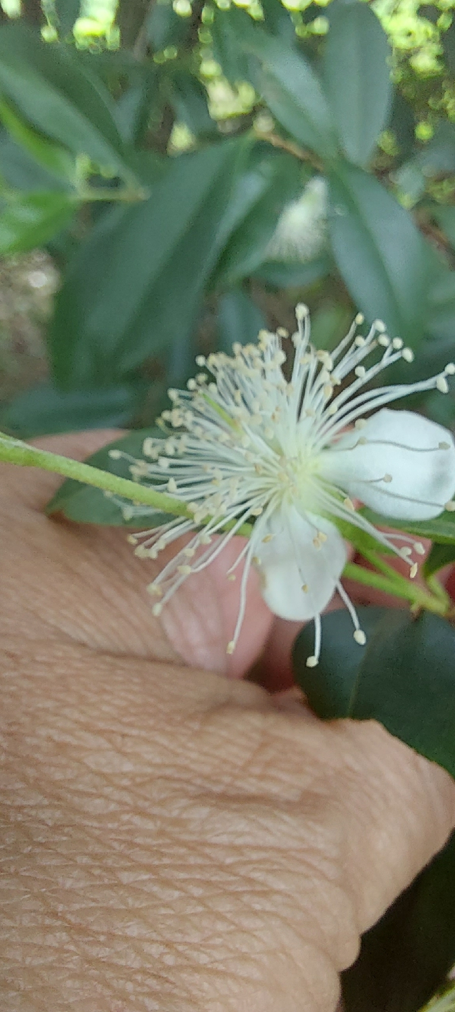 Cherry Of The Rio Grande (Eugenia involucrata)