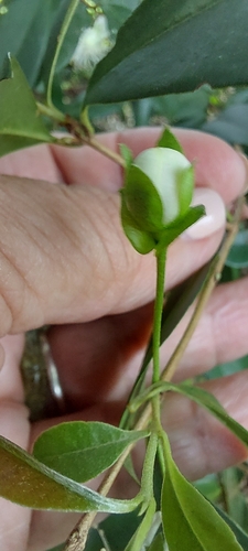 Eugenia involucrata, photograph 2