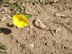 Tribulus cistoides