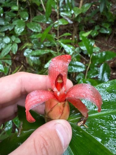 Costus pulverulentus, photograph 6