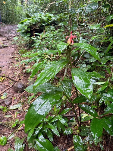 Costus pulverulentus, photograph 5