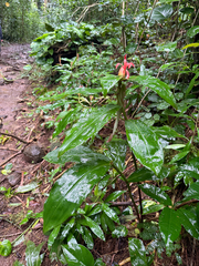 Costus pulverulentus, photograph (c) Mike Butler, some rights reserved (CC BY)