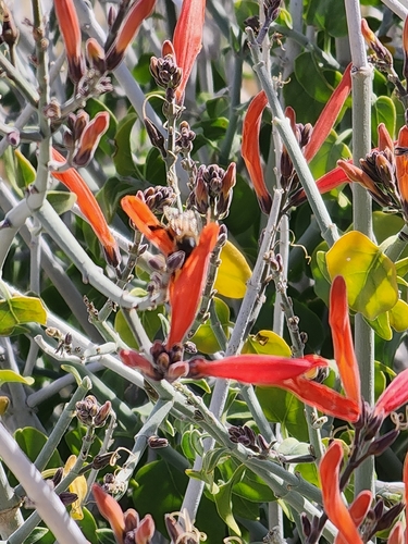 chuparosa (Justicia californica)