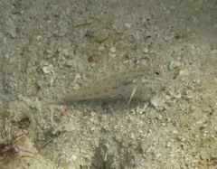 Ctenogobiops crocineus