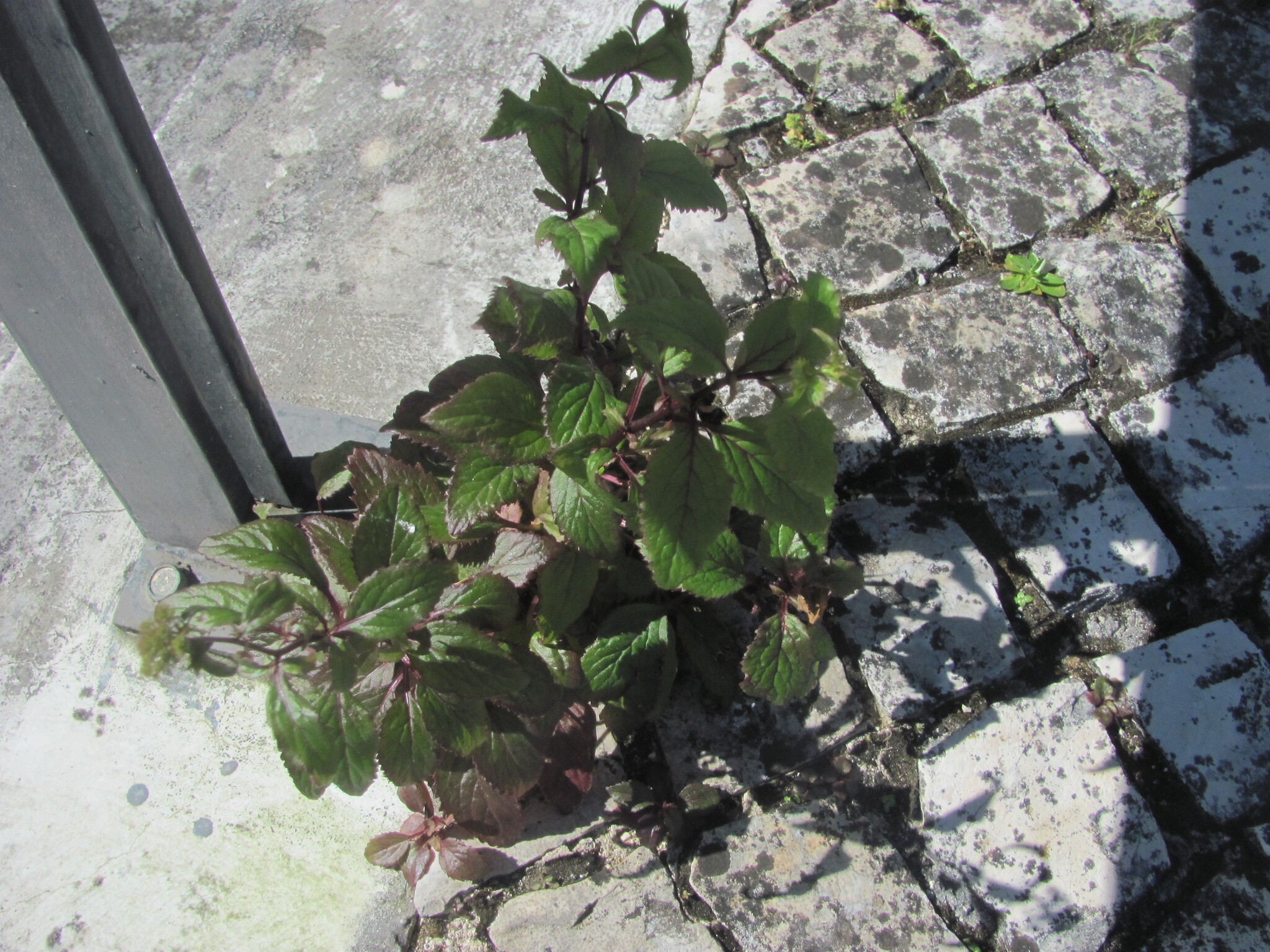 Trachelium Caeruleum (Trachelium caeruleum)