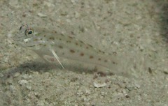 Ctenogobiops crocineus