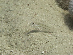 Ctenogobiops crocineus