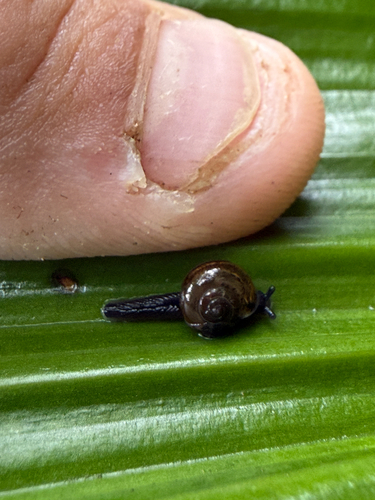 Ovachlamys fulgens observed 2026-03-17
