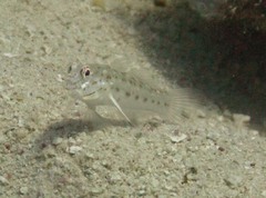 Ctenogobiops crocineus