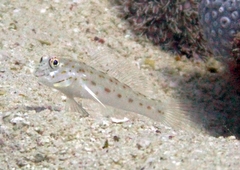 Ctenogobiops crocineus