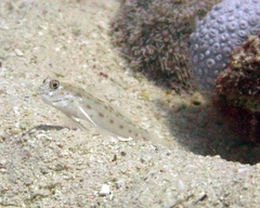 Ctenogobiops crocineus