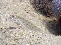 Ctenogobiops crocineus