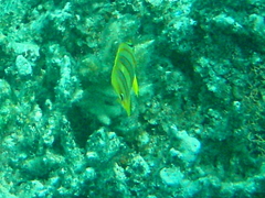 Chaetodon rainfordi