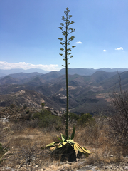 Agave marmorata