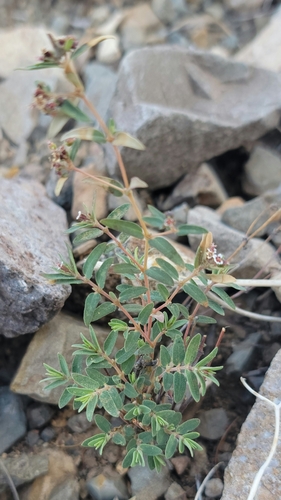 head sandmat (Euphorbia capitellata)