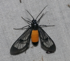 Cosmosoma stibosticta