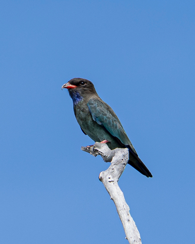 Dollarbird