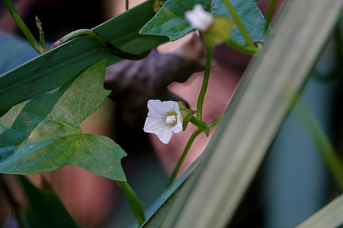 forest bindweed (Calystegia marginata)