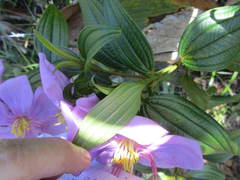 Dissotis princeps
