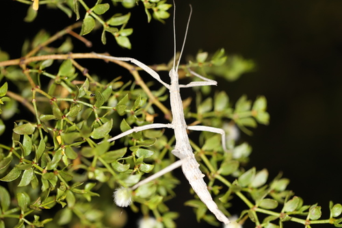 iNaturalist observation photo of Verophasmatodea