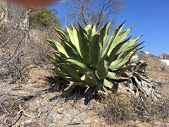 Agave marmorata