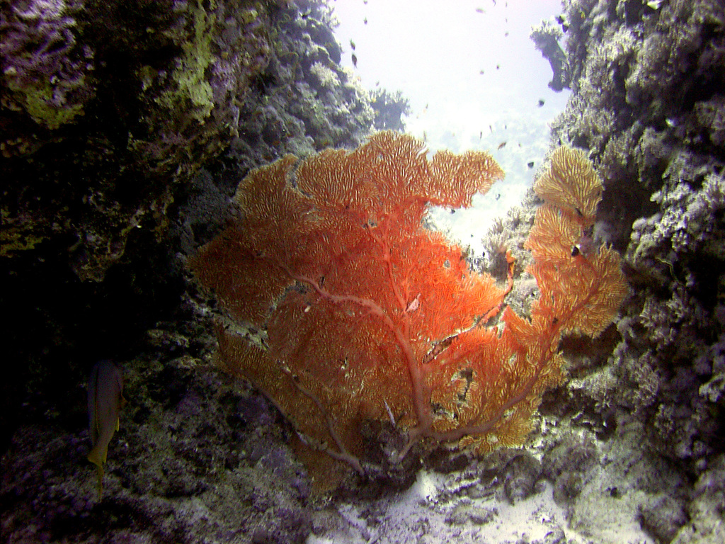 Giant Sea Fan