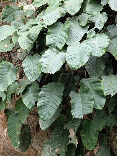 Rhaphidophora megaphylla, photograph 6