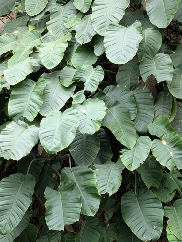 Rhaphidophora megaphylla
