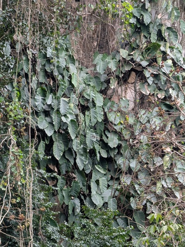 Rhaphidophora megaphylla, photograph 4