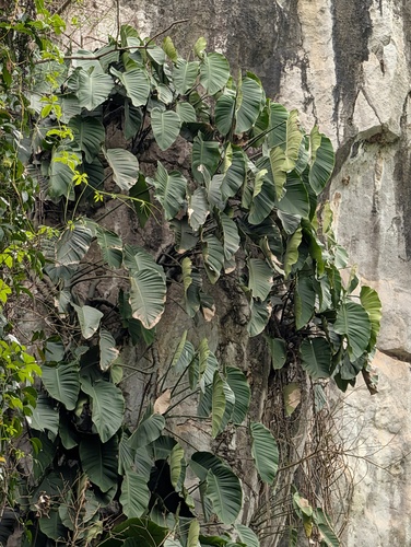 Rhaphidophora megaphylla, photograph 3