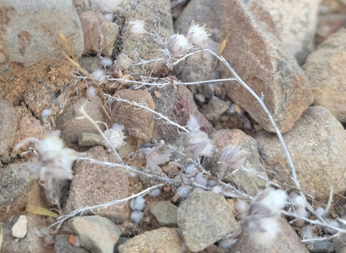 desert neststraw (Stylocline micropoides)