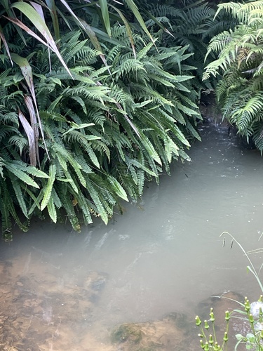thermal ladder fern (Nephrolepis flexuosa)