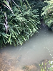 Nephrolepis flexuosa